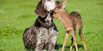 Dog ‘adopts’ abandoned baby deer and people can’t deal with the cuteness