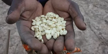 To Develop a Continent, Africa Must Nourish Its Children