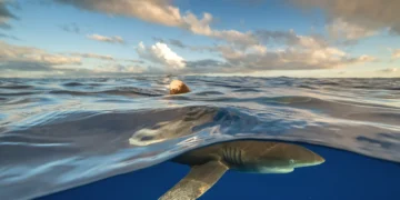 Good News About Sharks