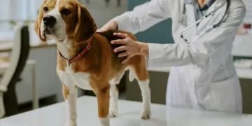 Expert warns against ‘small misjudgements’ in alert dog owners