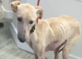 Dog found in horrible state before rescuers made heartbreaking discovery