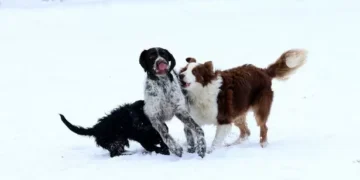 One dog breed is in danger of dying out and it’s one you’ll instantly recognise