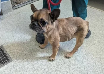 Crying cat kept following RSPCA officer to woman’s front door – inside was a desperately sad scene