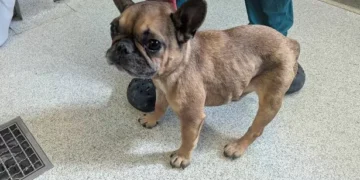 Crying cat kept following RSPCA officer to woman’s front door – inside was a desperately sad scene