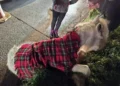 Pony dies after being hit on busy road