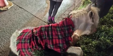 Pony dies after being hit on busy road