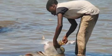 How Child Labour Persists Along Zanzibar’s Blue Economy