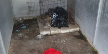 ‘Mummified’ pet dogs found at woman’s home in ‘heartbreaking case’