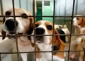 Investigation launched into Welsh animal rescue charity