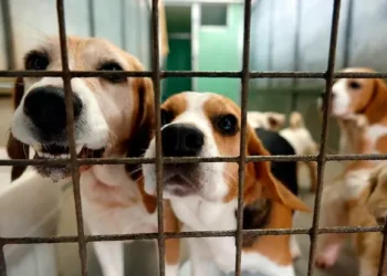 Investigation launched into Welsh animal rescue charity