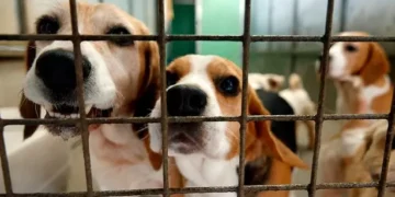 Investigation launched into Welsh animal rescue charity