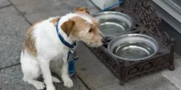 Pub and cafe warning to dog owners over ‘incurable’ illness