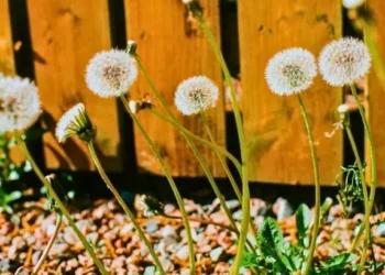Great British Bake-off winner shares two-ingredient recipe for getting rid of garden weeds