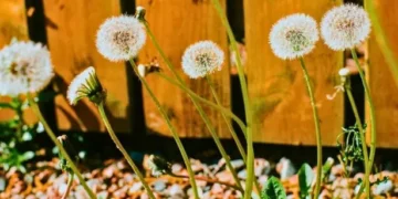 Great British Bake-off winner shares two-ingredient recipe for getting rid of garden weeds