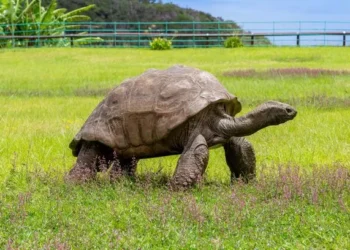 World’s oldest known land animal reported dead in cryptocurrency hoax