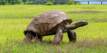 World’s oldest known land animal reported dead in cryptocurrency hoax
