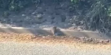 Family of rats spotted scampering around Cardiff store car park