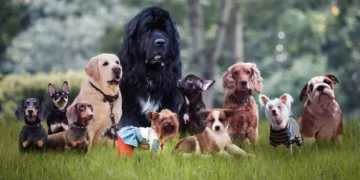 Five common dog breeds vet says he would ‘never own’