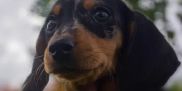 FSA message to all dog owners over pet food dangers