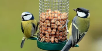 Everyone with birds in garden given urgent new RSPB advice