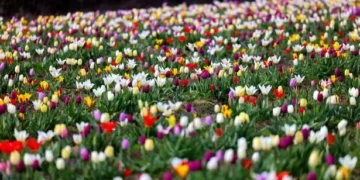 When are the May Bank Holidays in 2026