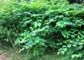 New Japanese knotweed warning and rules on removal