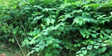 New Japanese knotweed warning and rules on removal