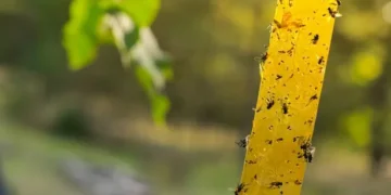 Simple windowsill trick claimed to keep spiders and insects out of your home this spring