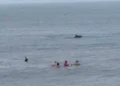 Incredible sight as dolphins pass swimmers yards from Welsh beach