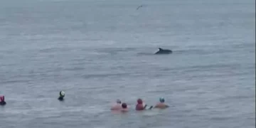 Incredible sight as dolphins pass swimmers yards from Welsh beach