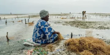 Explainer: How the GEF Funds Global Environmental Action