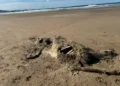 Mystery creature with ‘cloven hoof’ washes up on Welsh beach