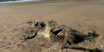 Mystery creature with ‘cloven hoof’ washes up on Welsh beach
