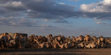 An American Company Drilled for Oil in Kenya — and Left Behind Soaring Cancer Rates