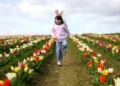 200,000 tulips create stunning fields of flowers at Welsh beauty spot