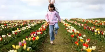 200,000 tulips create stunning fields of flowers at Welsh beauty spot