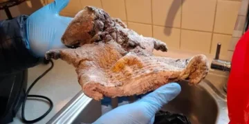 Police find rat meat in illegal food raid